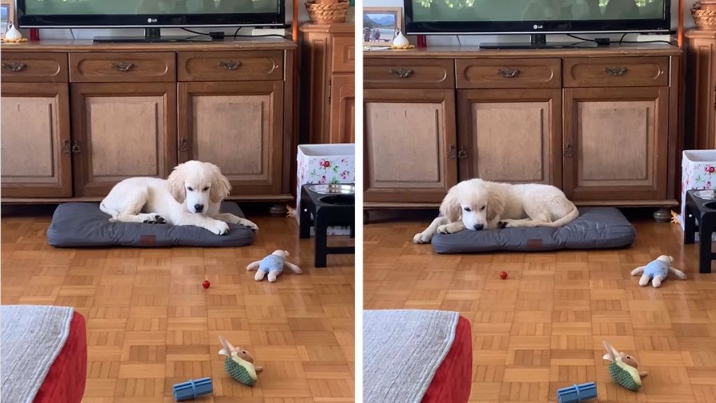 puppy tomato video