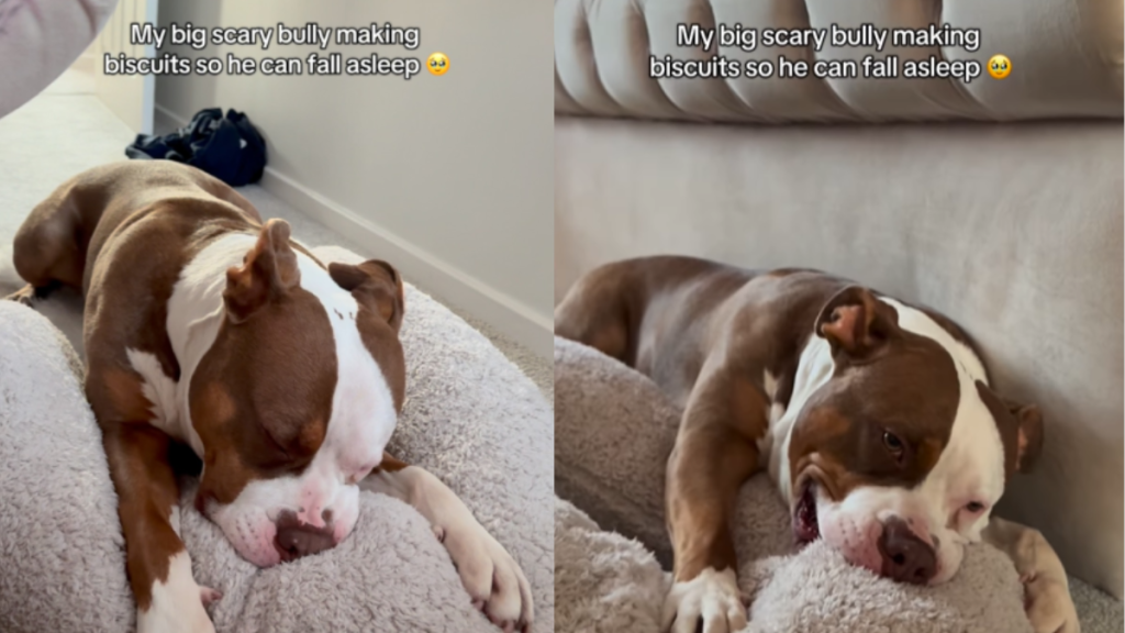 funny dog video