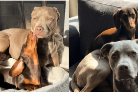 big dog video