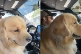 Golden Retriever clingy video
