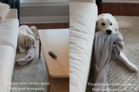 Dog face video