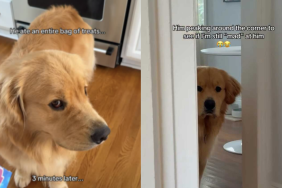 dog mom angry video
