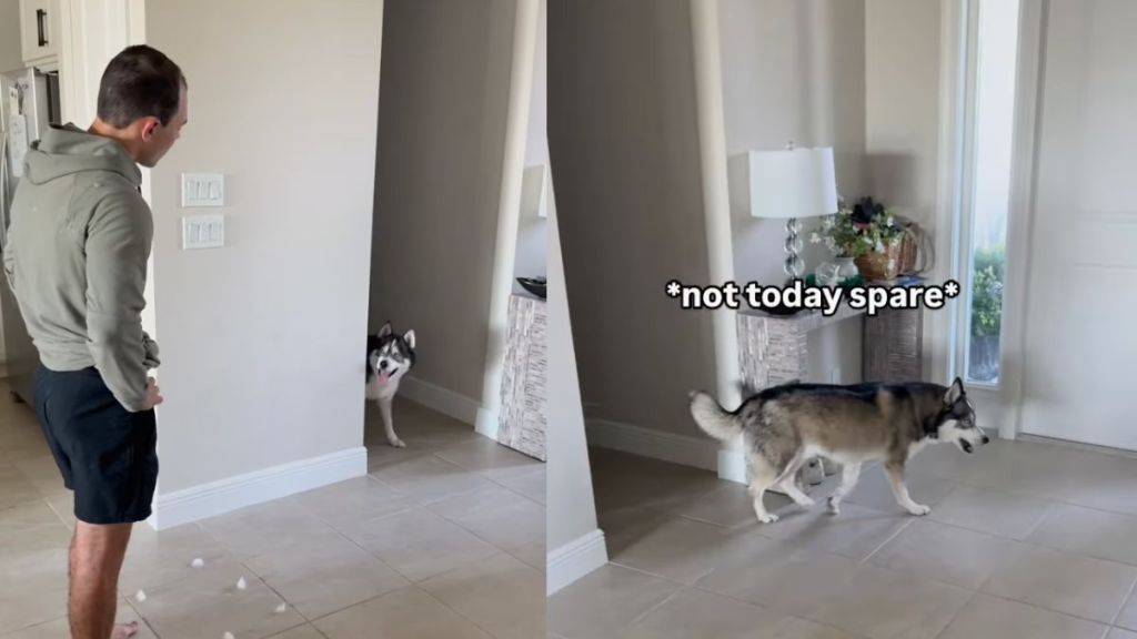 Husky was ready to escape when owner catches him in funny video