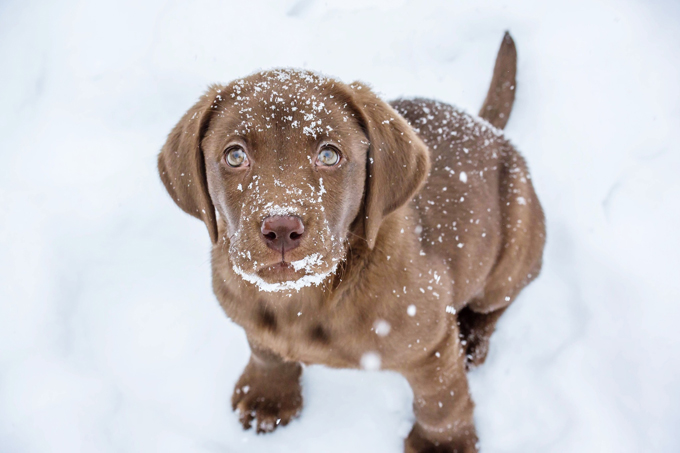 Puppies in the snow!