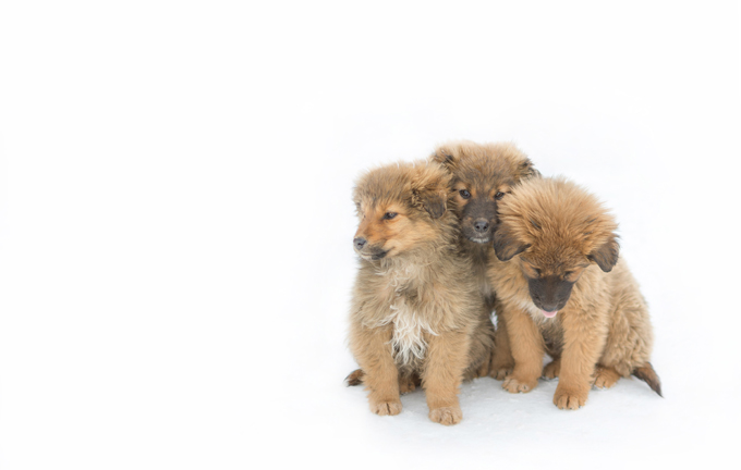 Puppies in the snow!