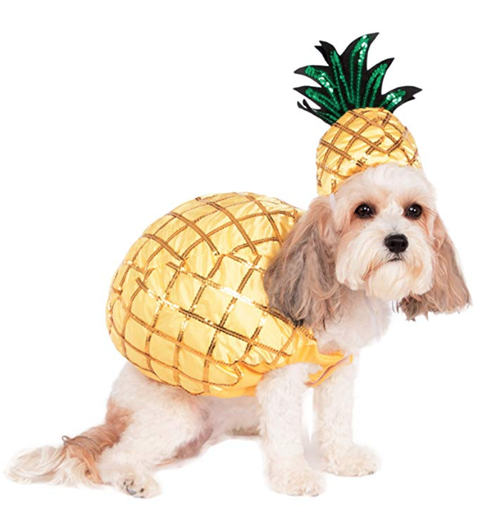 Pineapple Dog