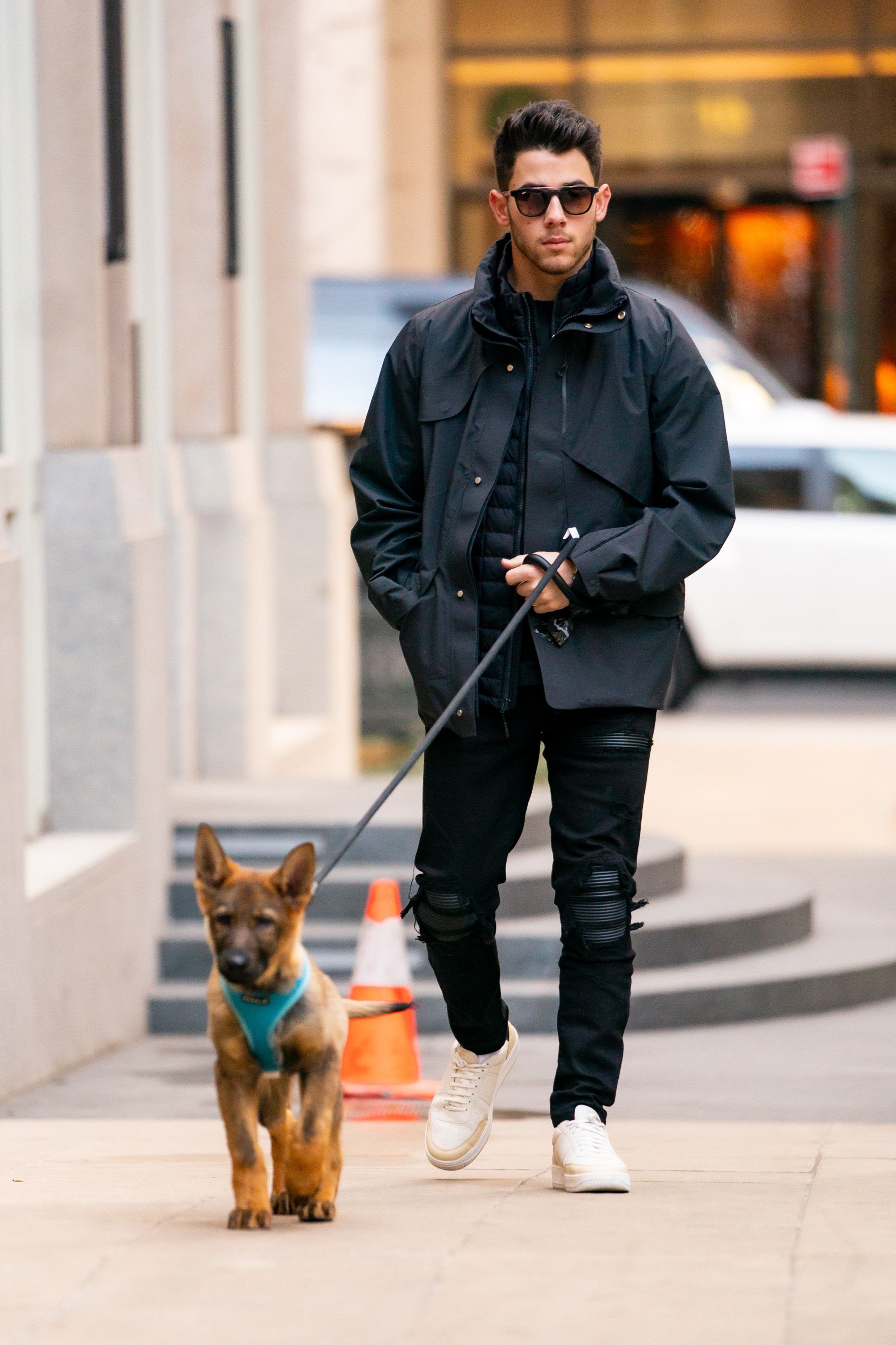 Nick Jonas Walks His Puppy, Gino