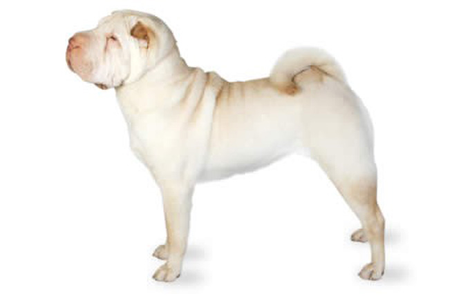 Chinese Shar Pei