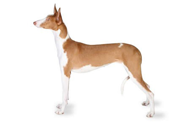 Ibizan Hound Dog