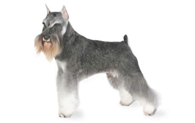 Miniature Schnauzer