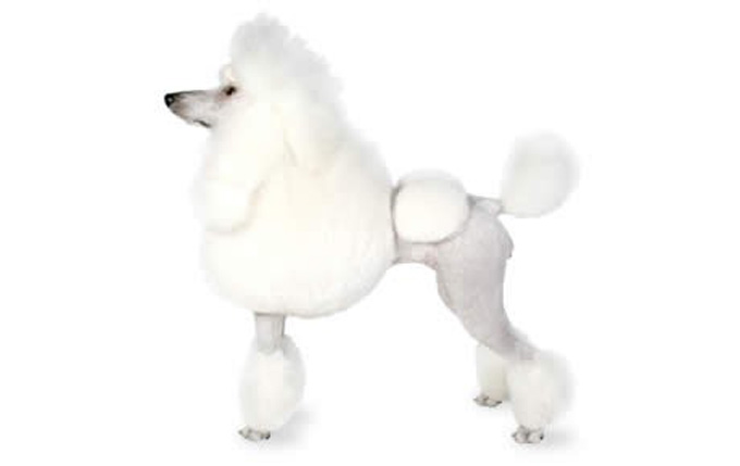 Poodle