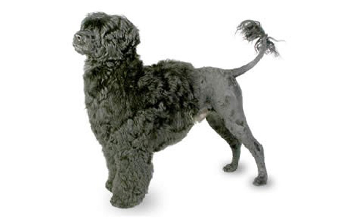 Portuguese Water Dog