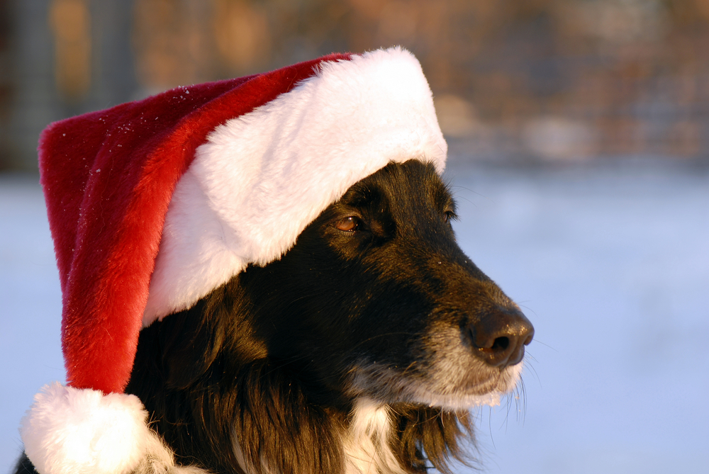 On Santa Watch Duty