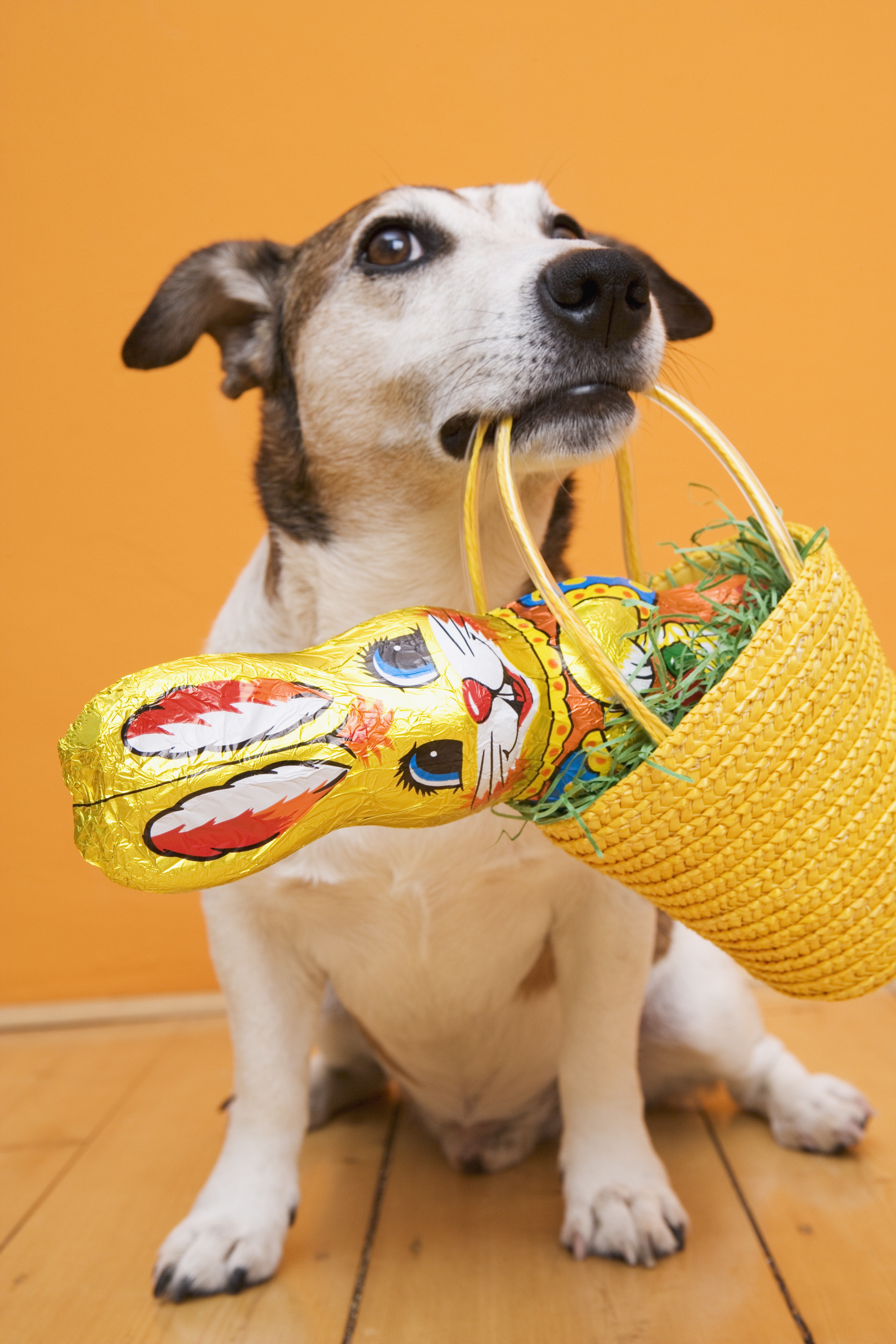 Easter Dog And Puppy Pictures