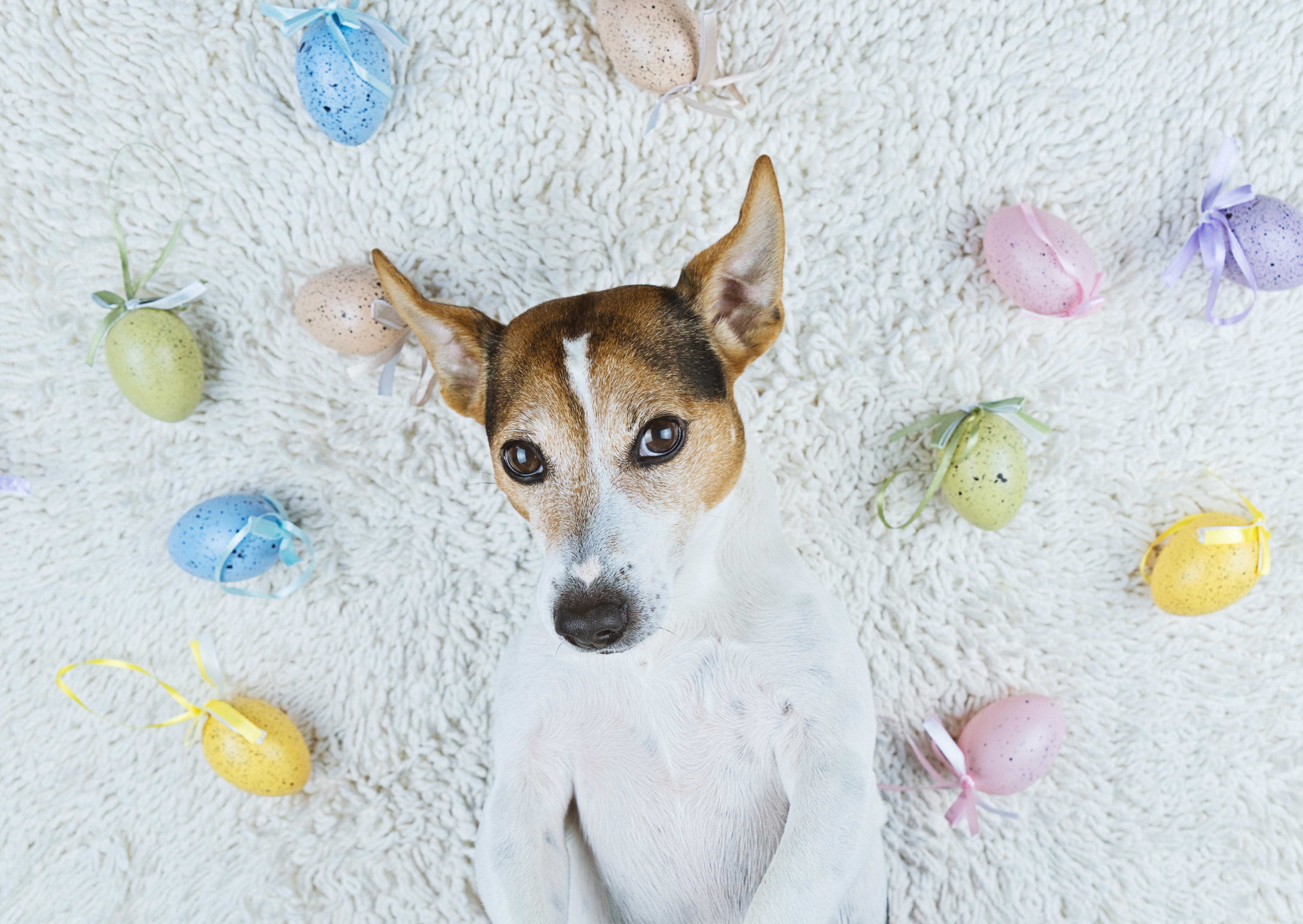 Easter Dog And Puppy Pictures