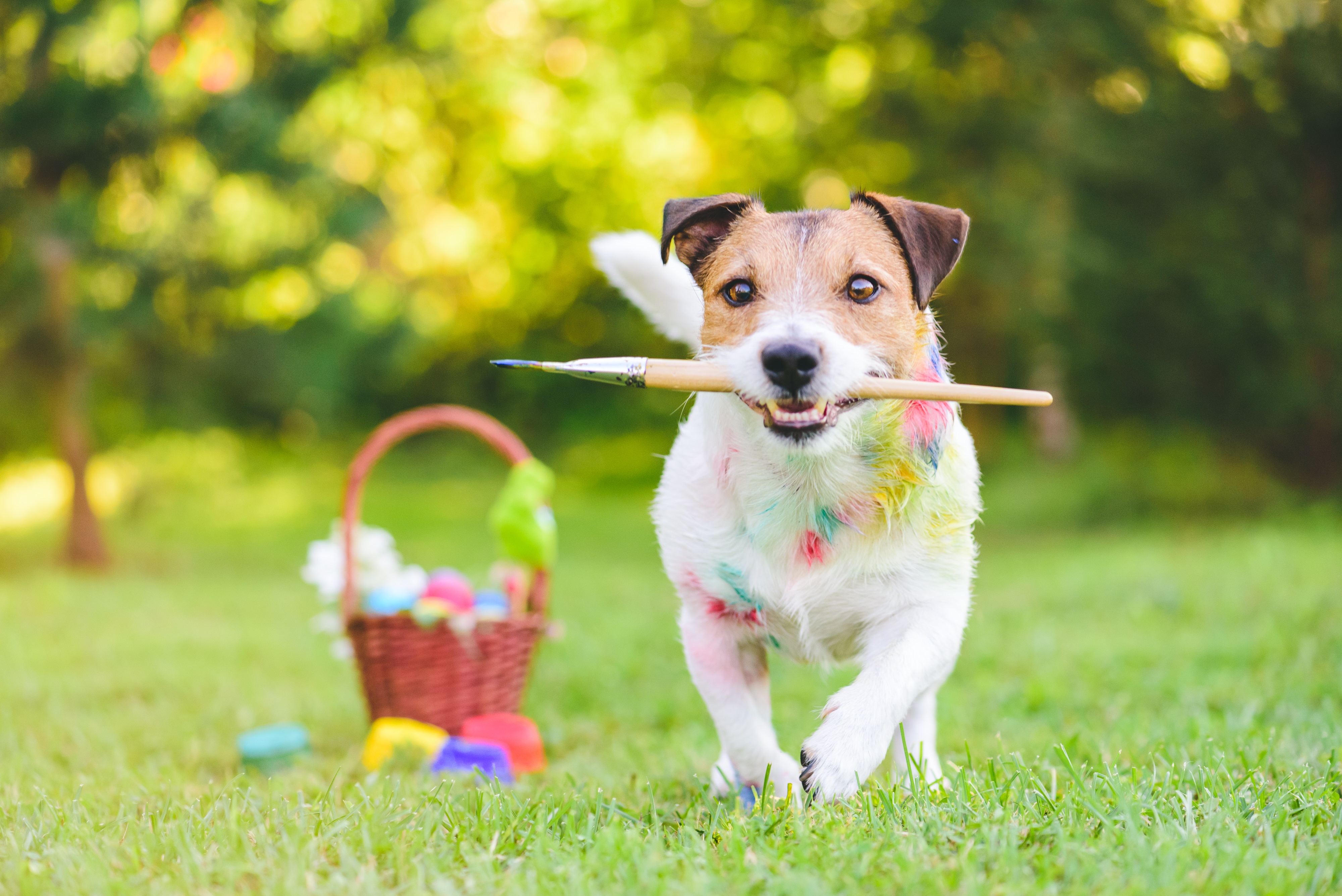 Easter Dog And Puppy Pictures