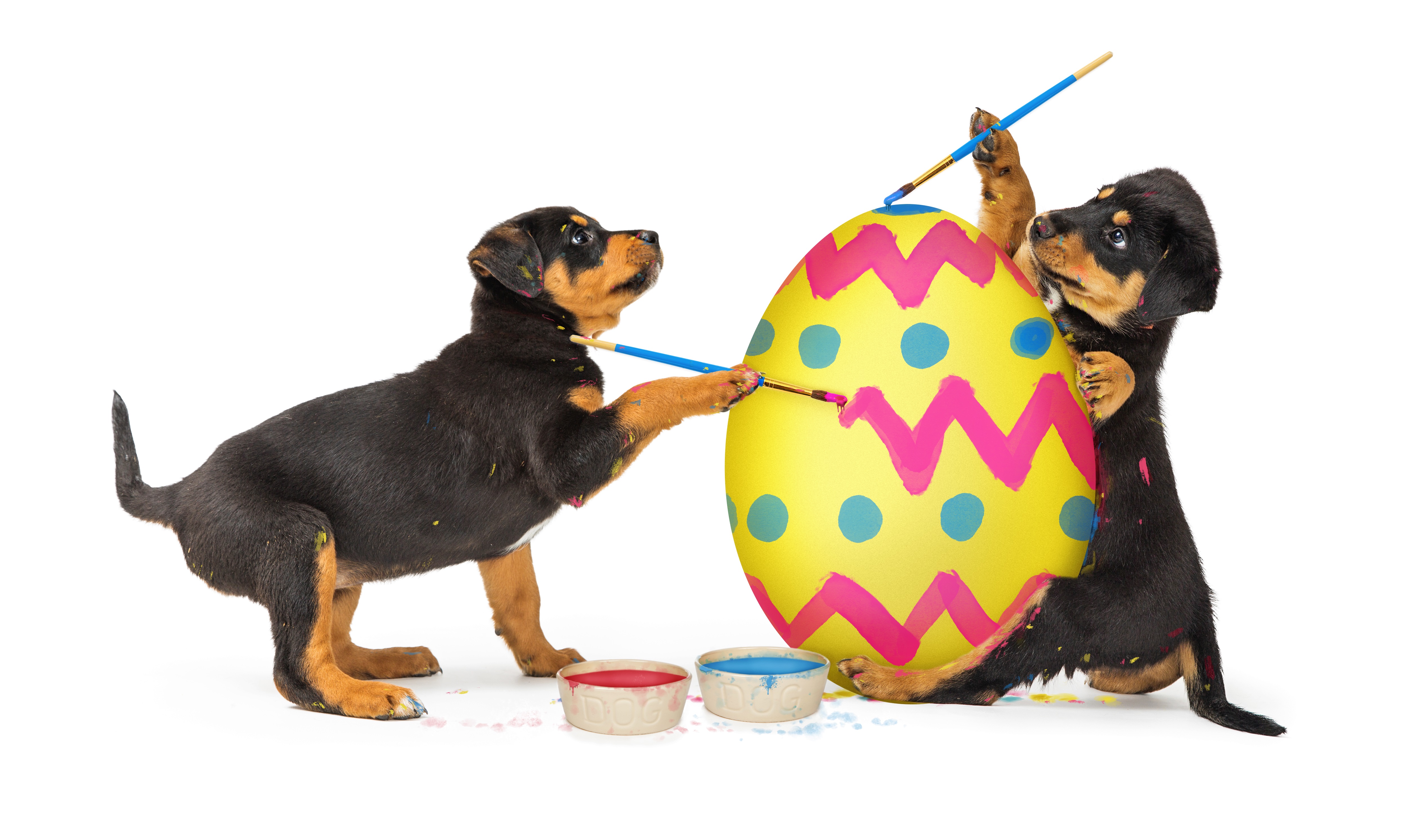 Easter Dog And Puppy Pictures