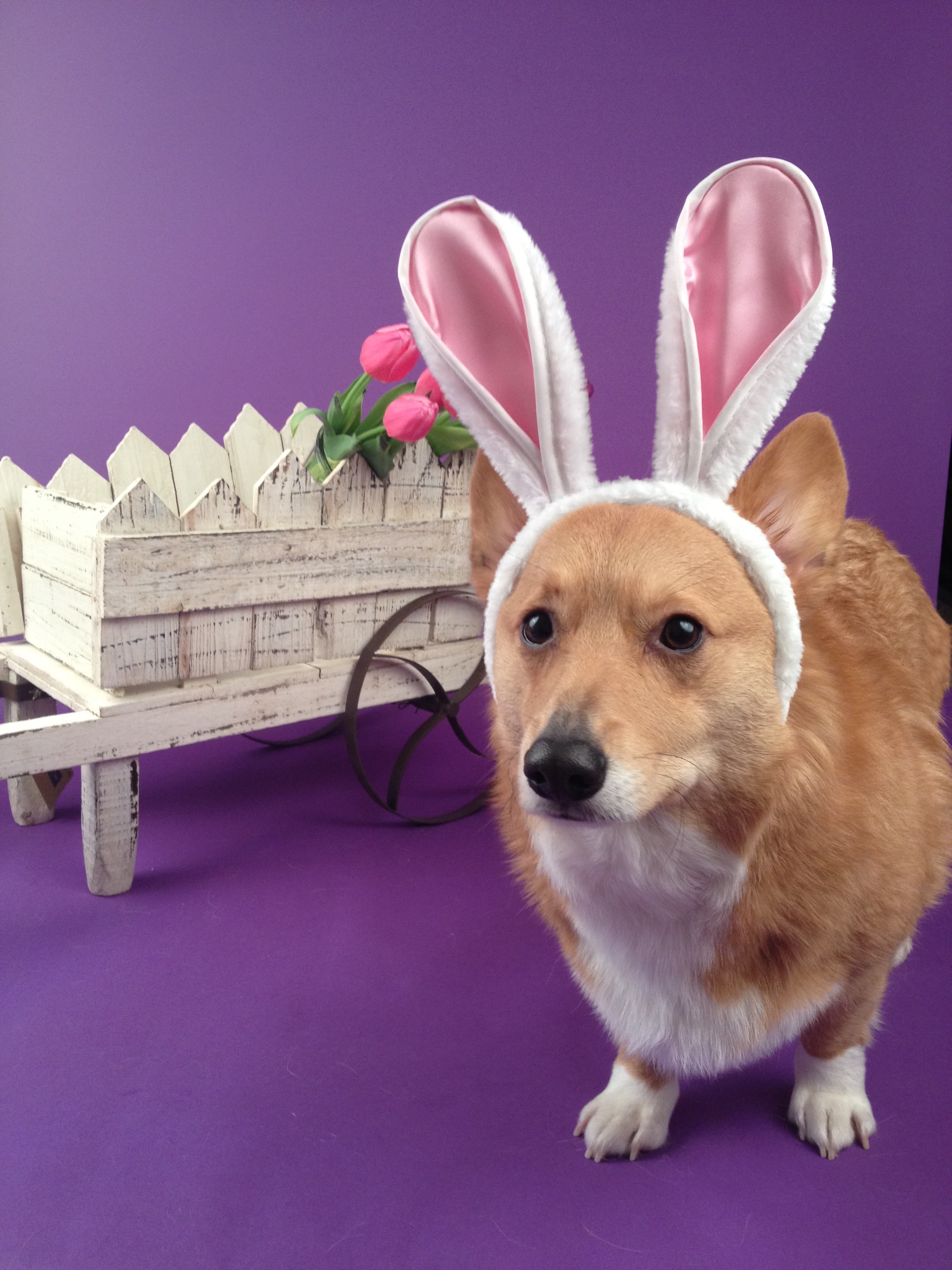 Easter Dog And Puppy Pictures