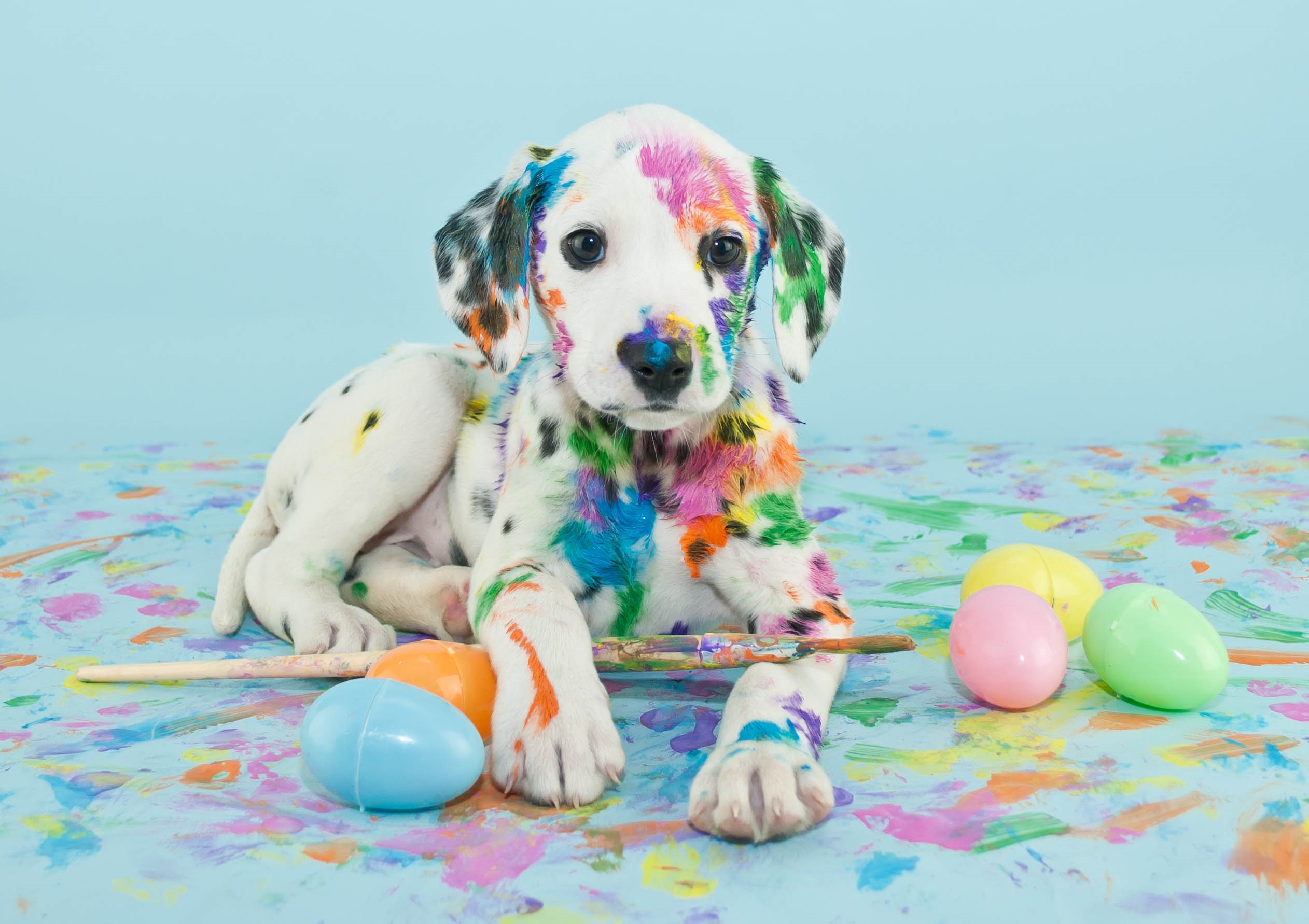 Easter Dog And Puppy Pictures