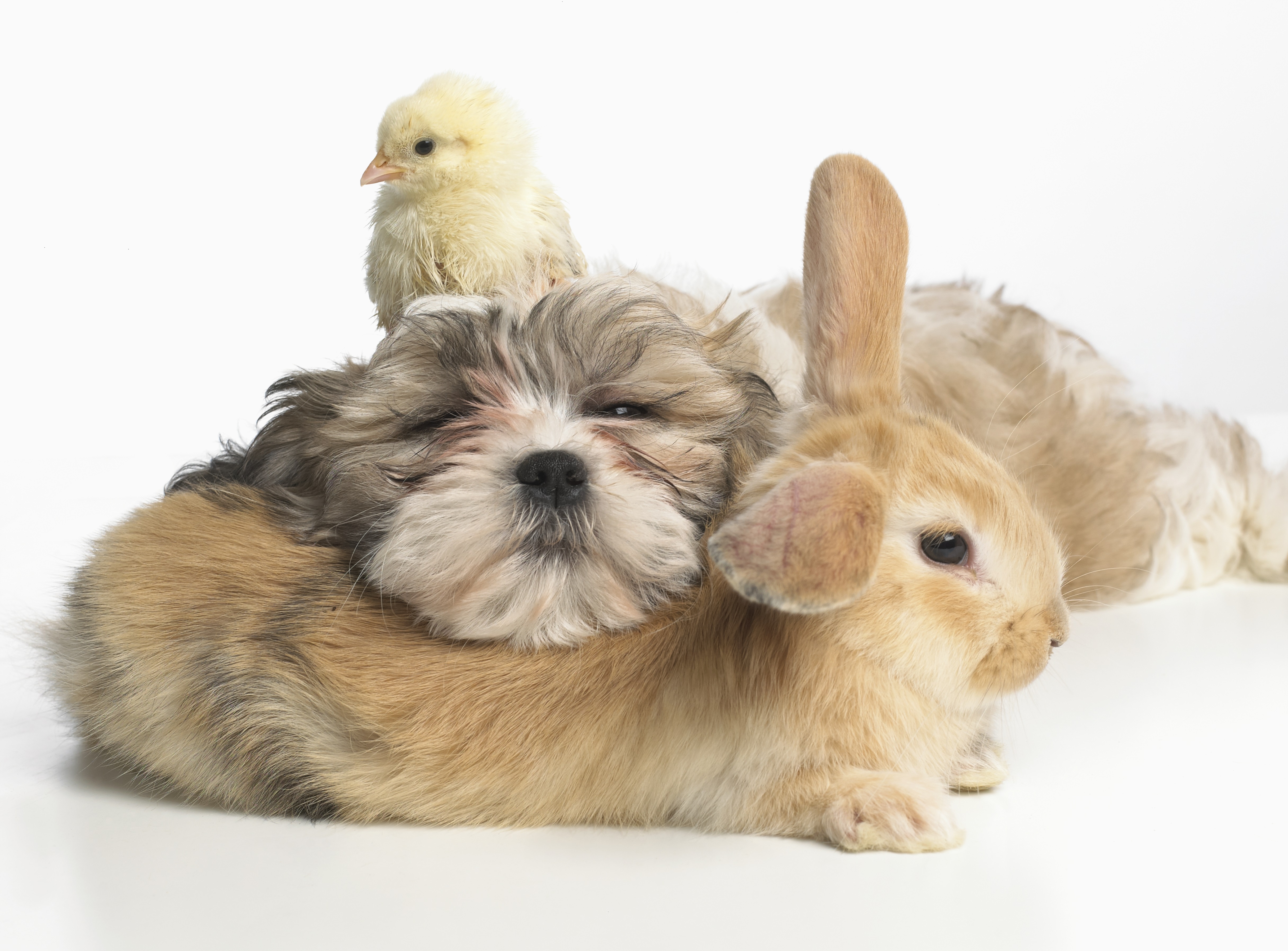 Easter Dog And Puppy Pictures