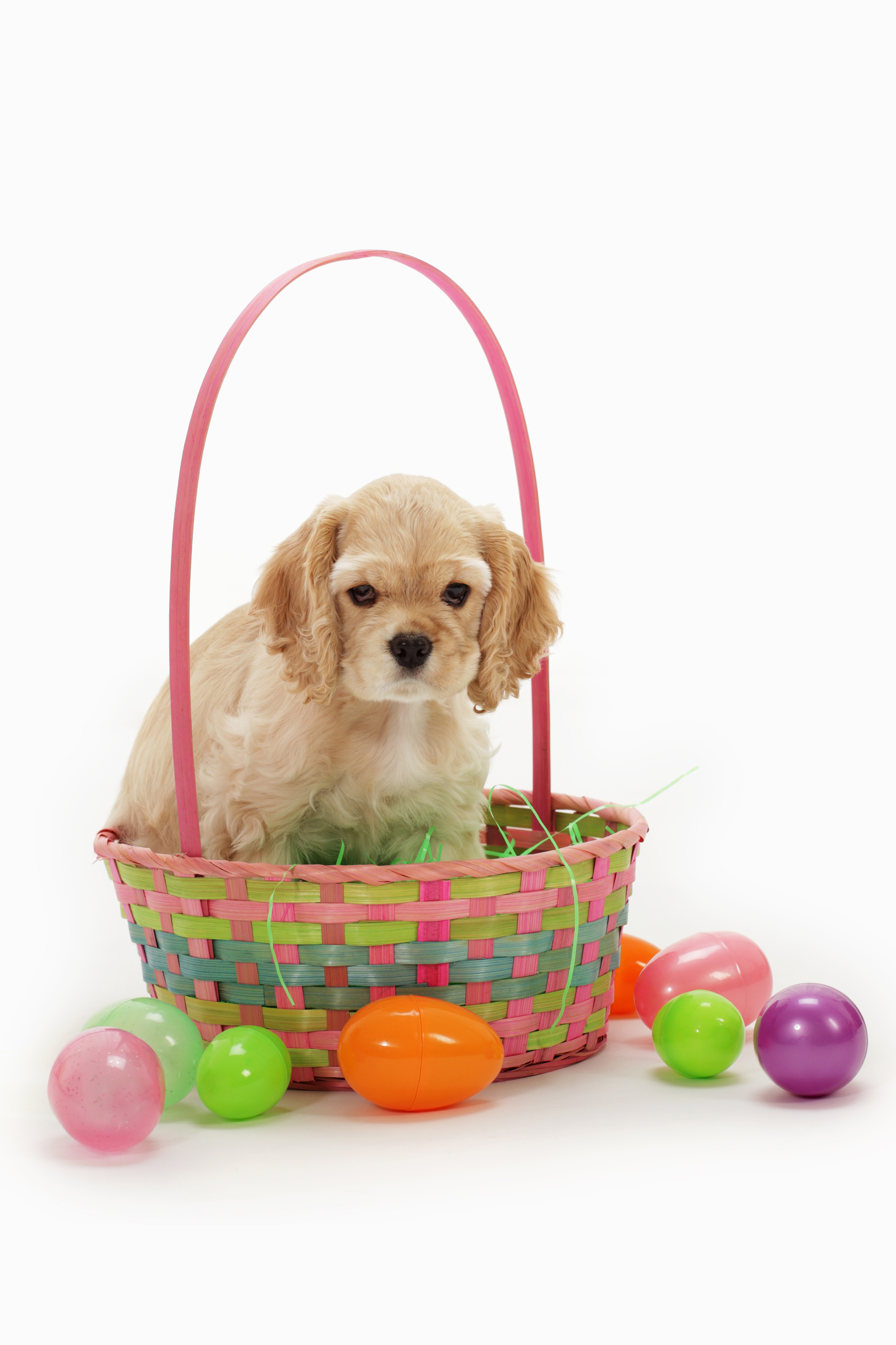 Easter Dog And Puppy Pictures