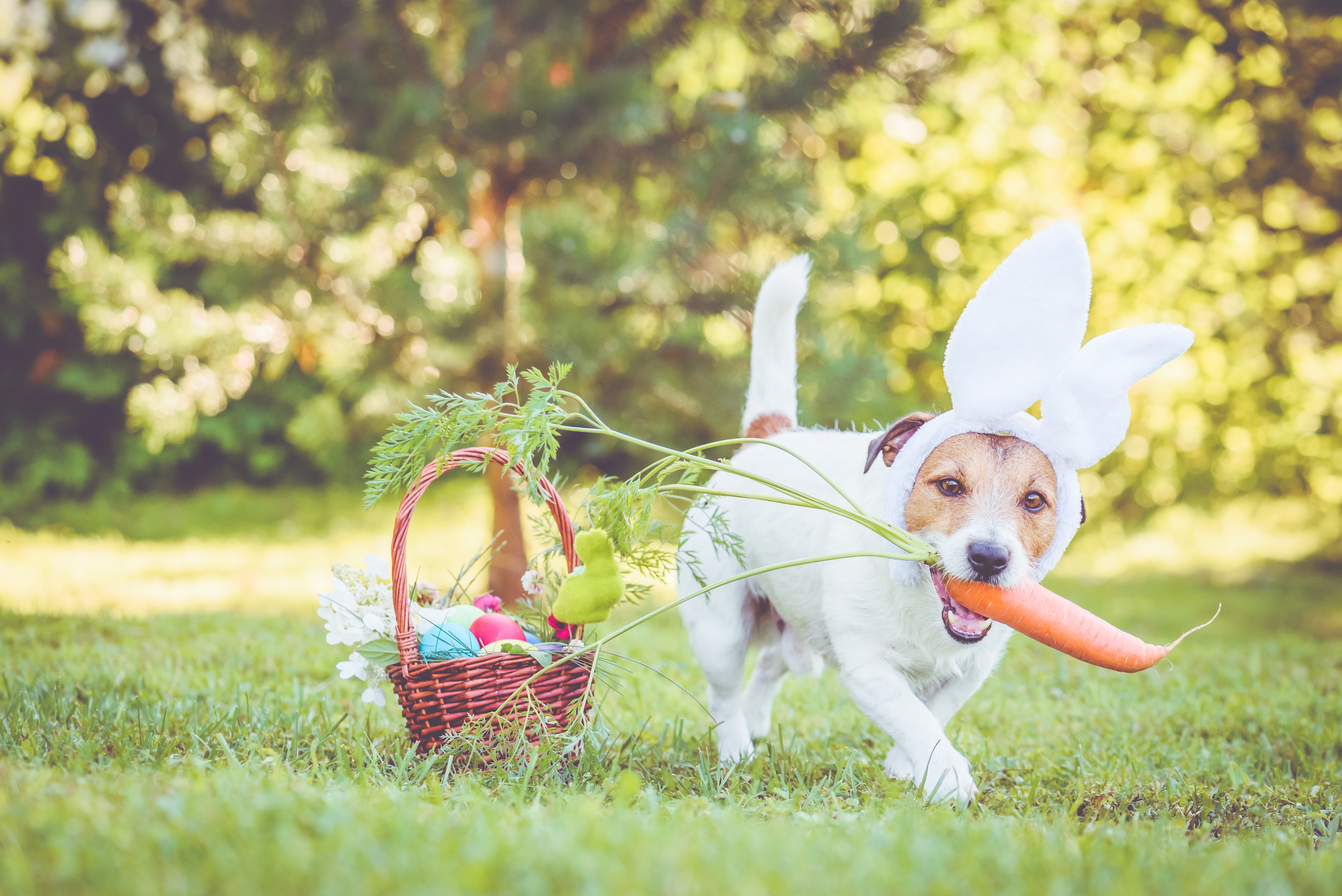 Easter Dog And Puppy Pictures