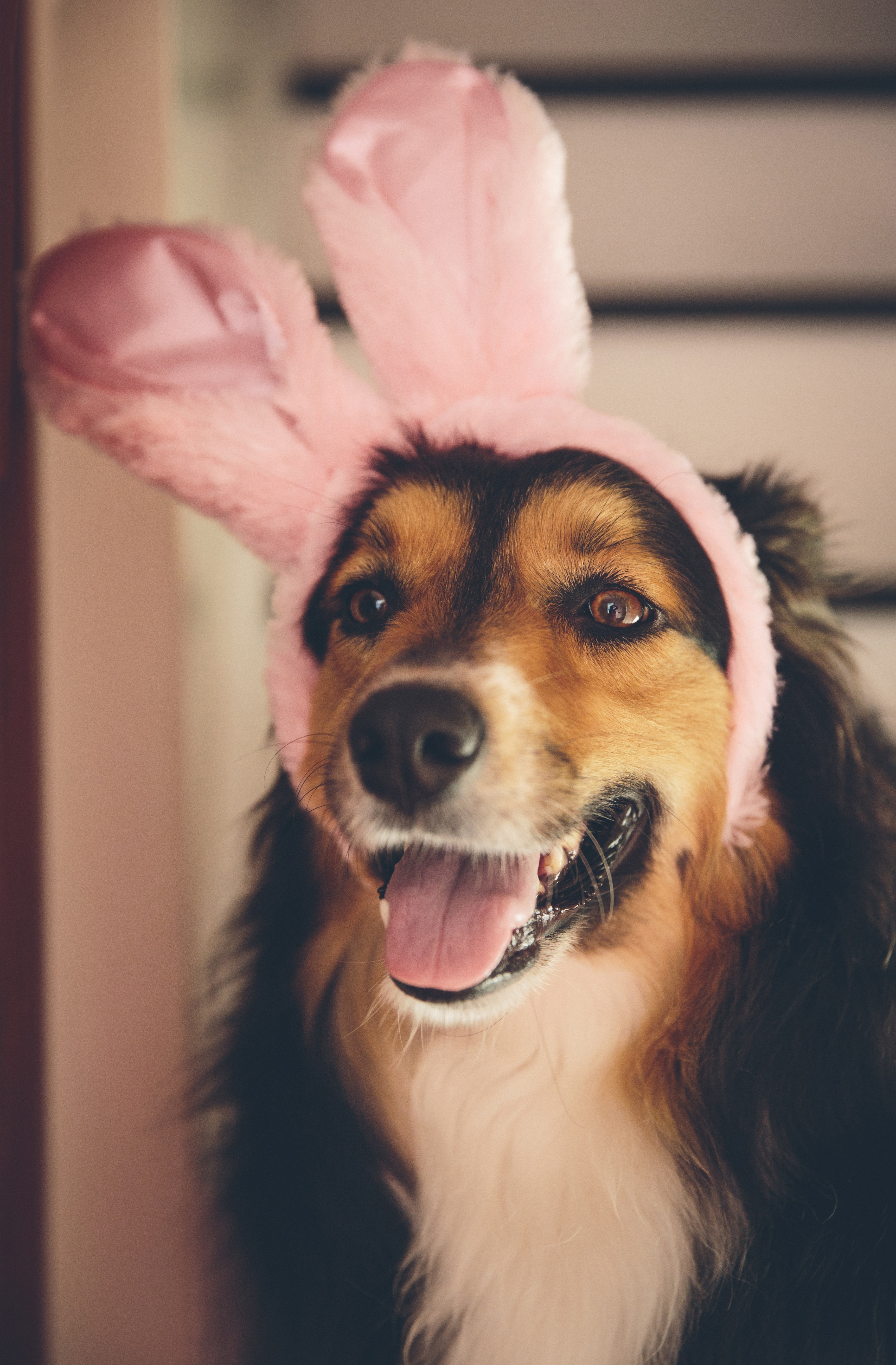 Easter Dog And Puppy Pictures