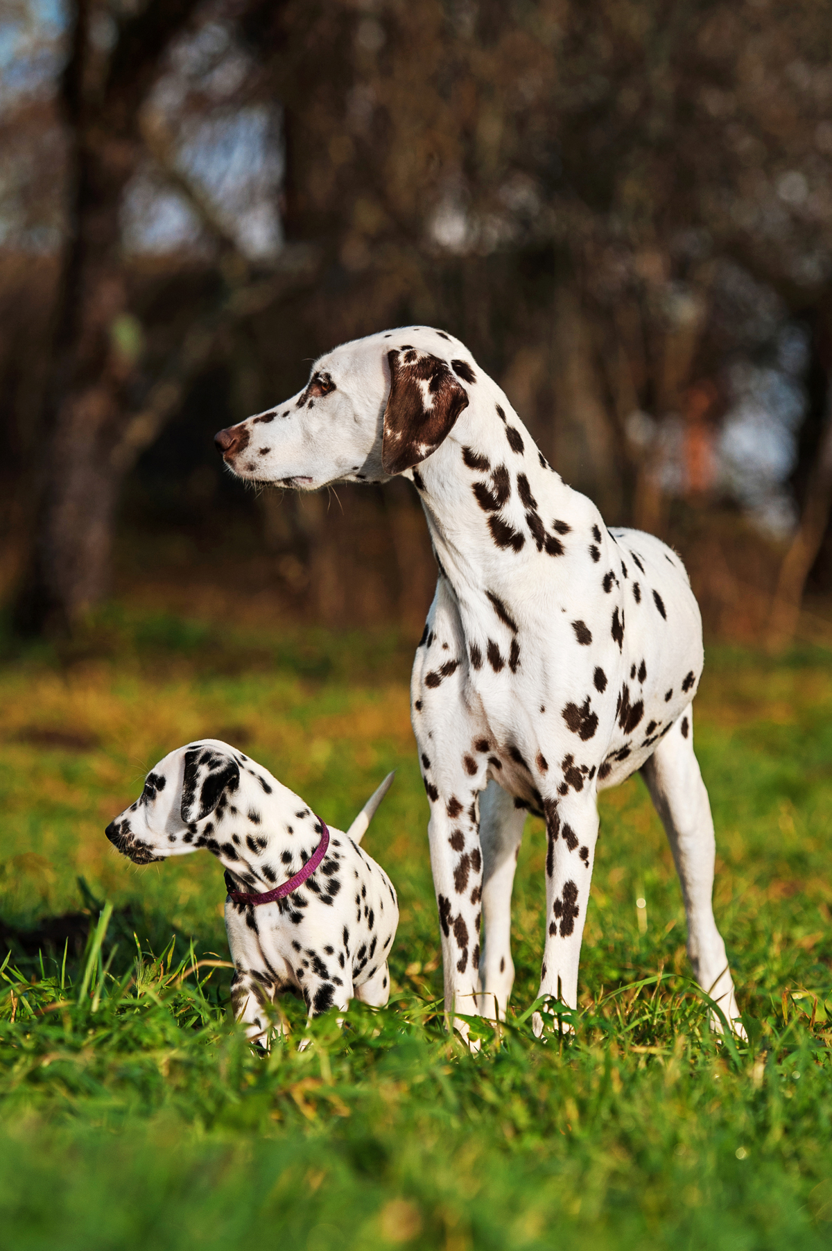 Happy Mother's Day: Mama Dogs And Their Puppies