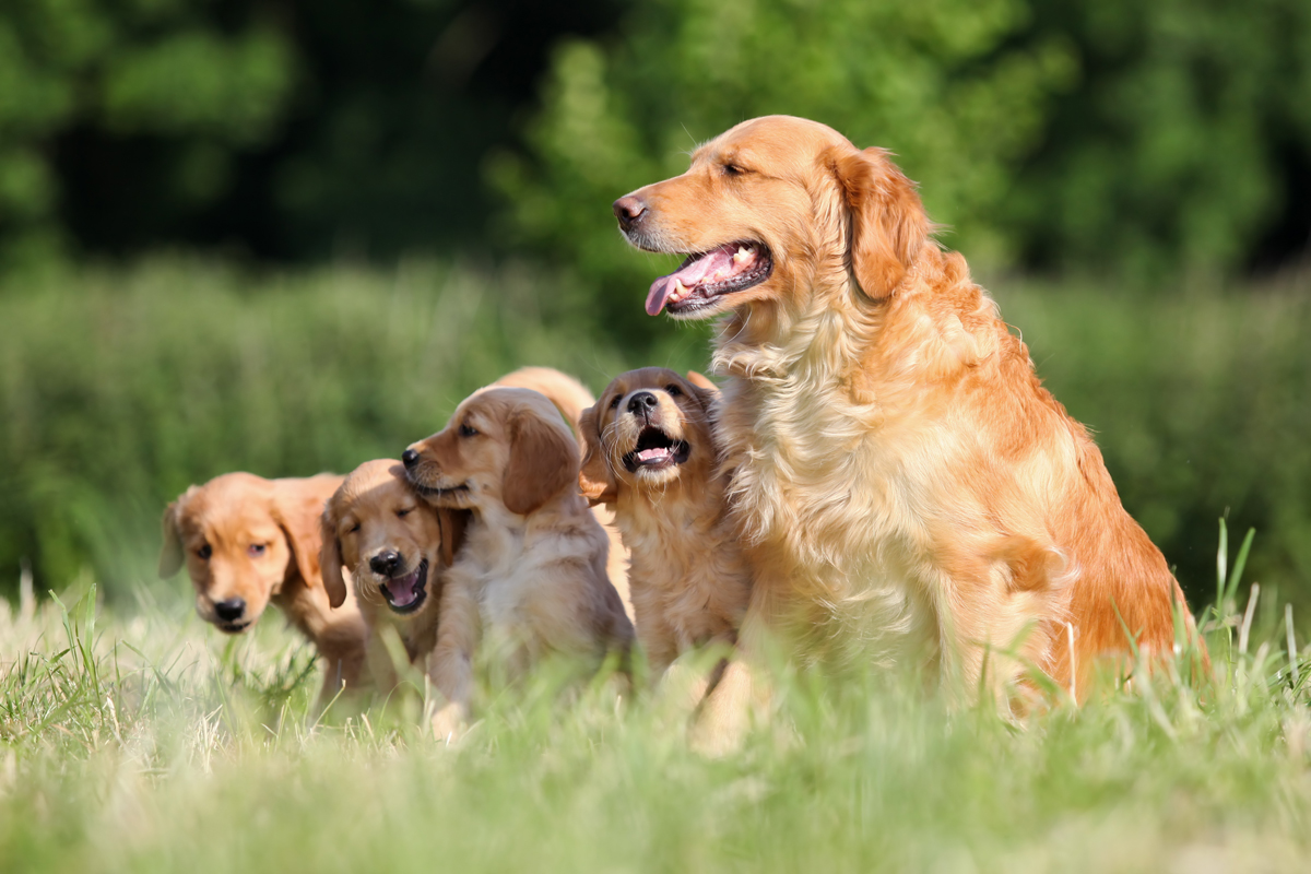 Happy Mother's Day: Mama Dogs And Their Puppies