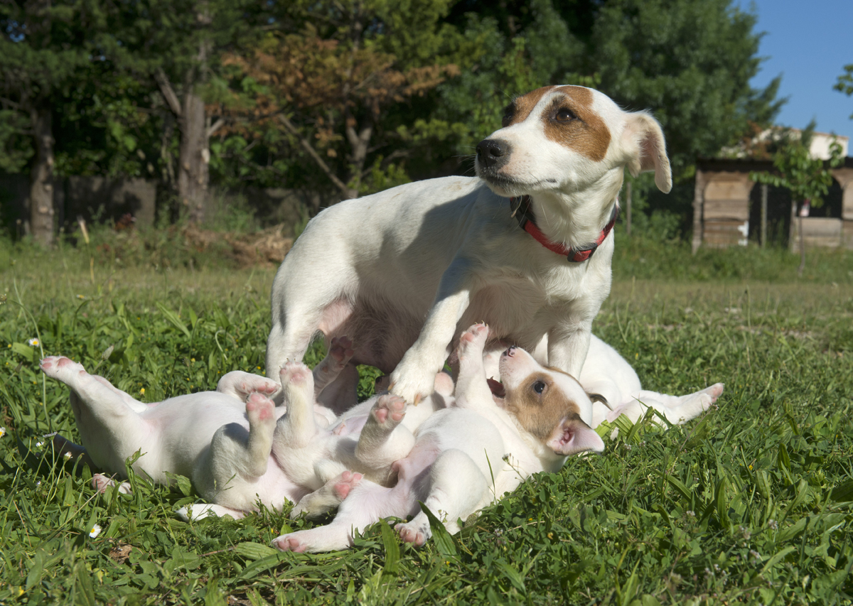 Happy Mother's Day: Mama Dogs And Their Puppies