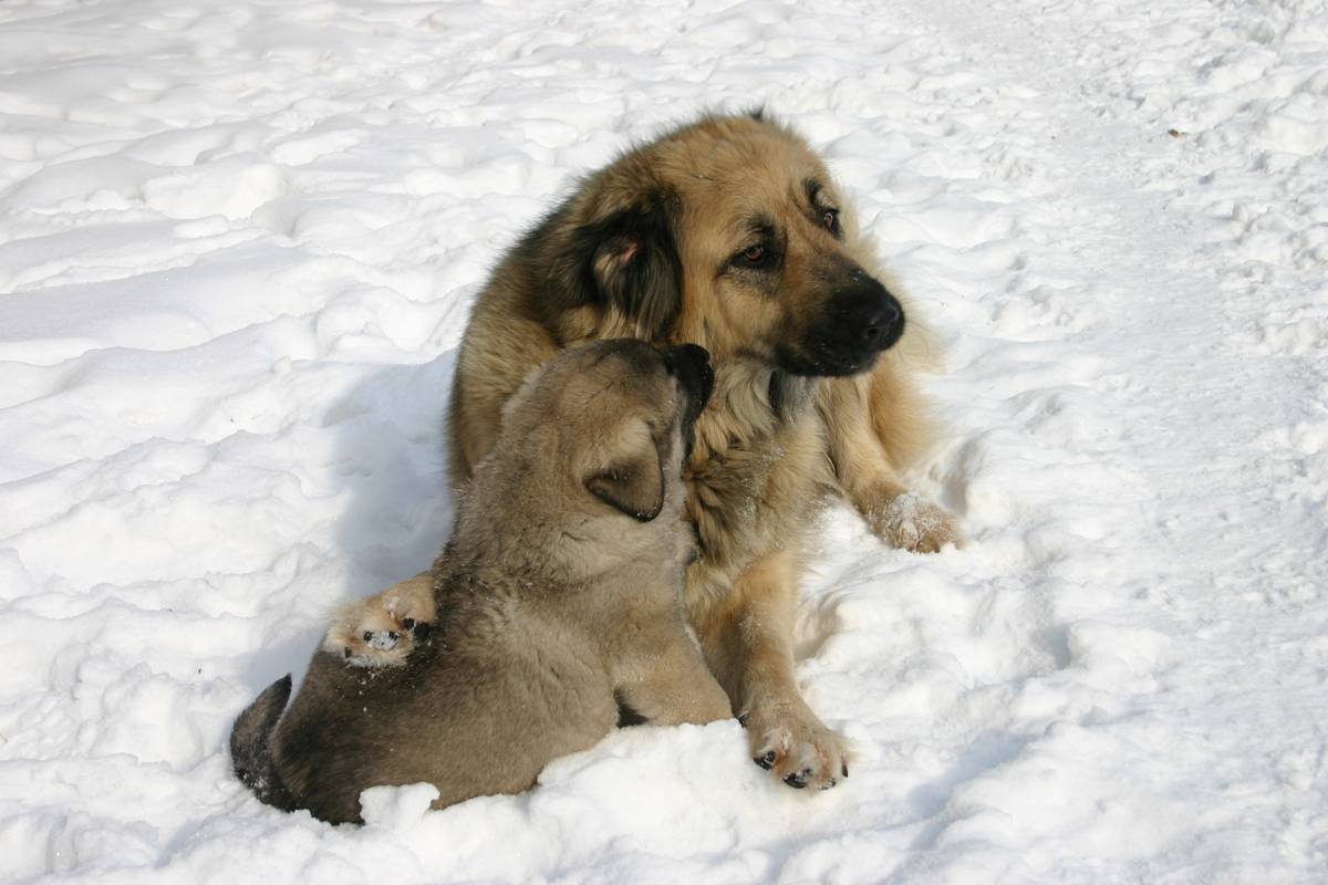 Happy Mother's Day: Mama Dogs And Their Puppies