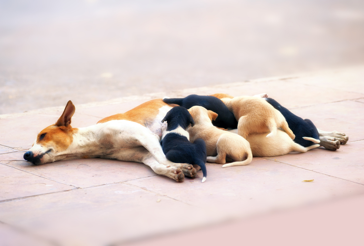 Happy Mother's Day: Mama Dogs And Their Puppies