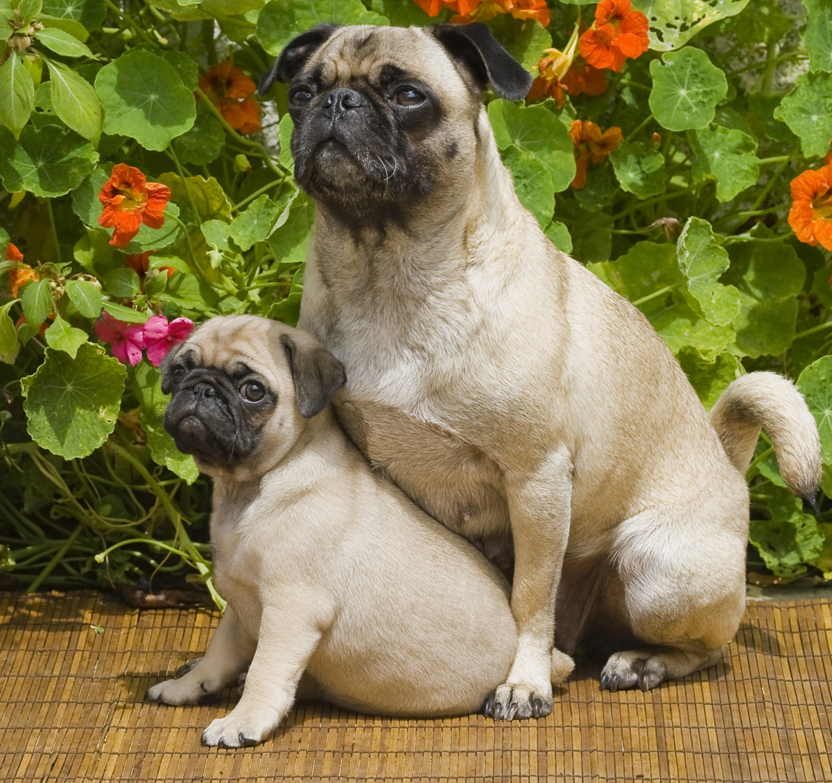 Happy Mother's Day: Mama Dogs And Their Puppies