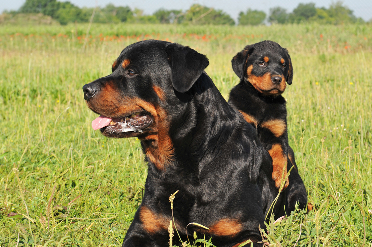 Happy Mother's Day: Mama Dogs And Their Puppies