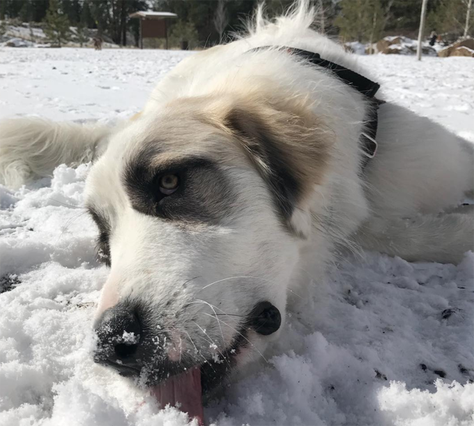 Rufus Great Pyrenees/Anatolian Shepherd 1 year old rescue