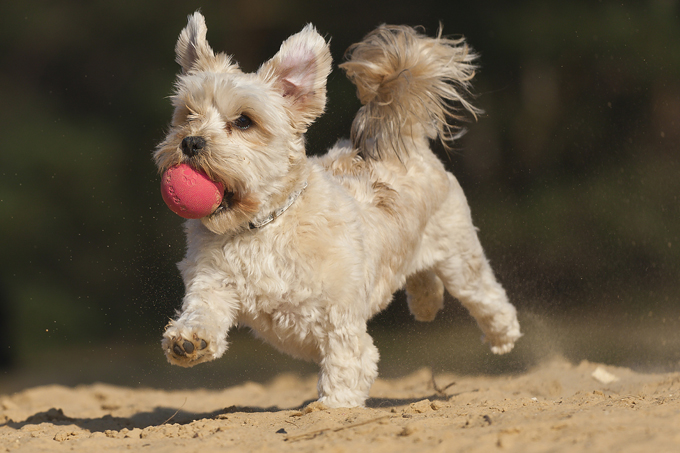 I'm a gorgeous little Maltese/ Shih Tzu Mix! 