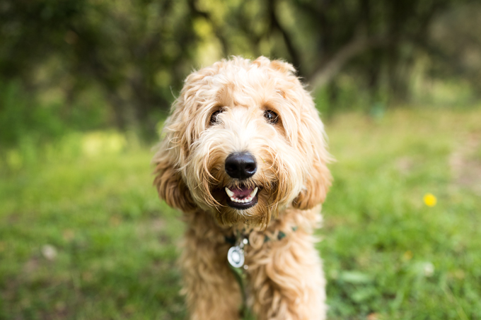 Happy Labradoodle. 