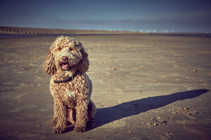 Cute Cockapoo! 