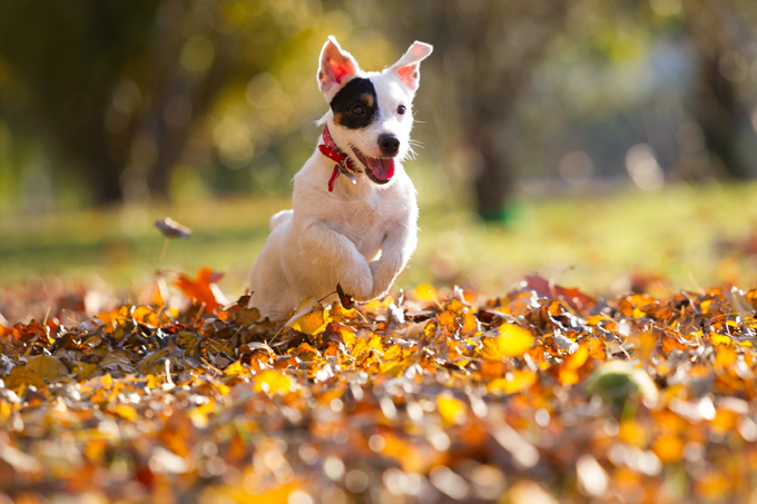 Dogs Loving Fall 