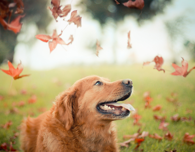 Dogs Loving Fall 