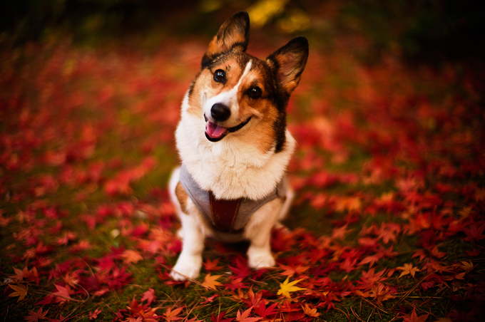 Dogs Loving Fall 