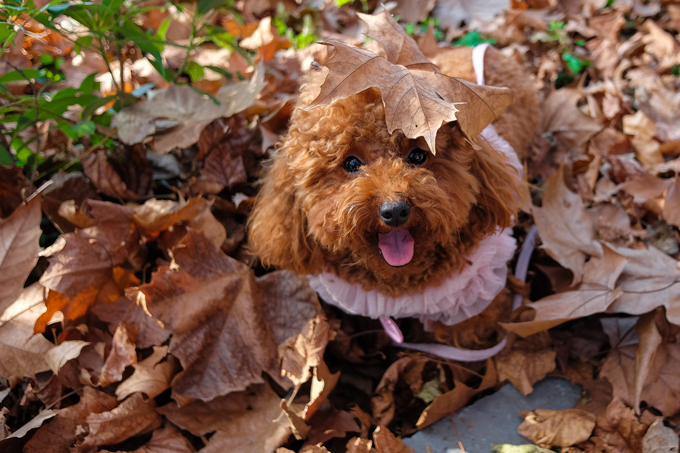 Dogs Loving Fall 