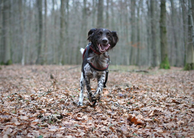 Dogs Loving Fall 