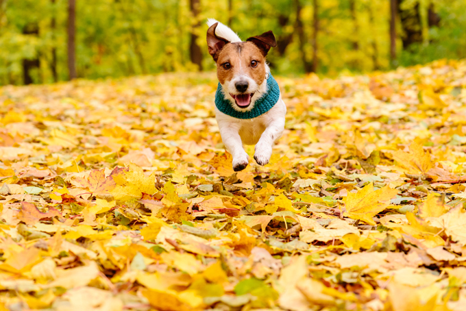 Dogs Loving Fall 