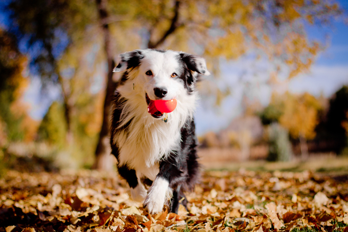 Dogs Loving Fall 