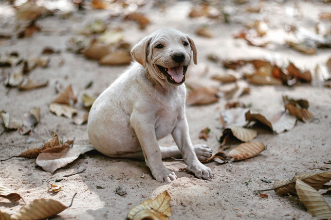 Dogs Loving Fall 