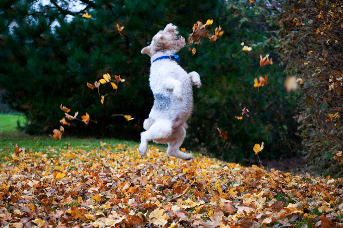 Dogs Loving Fall 