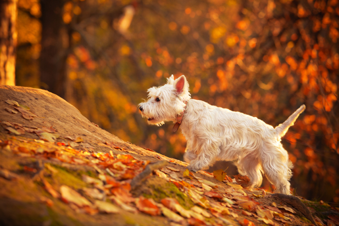 Dogs Loving Fall 