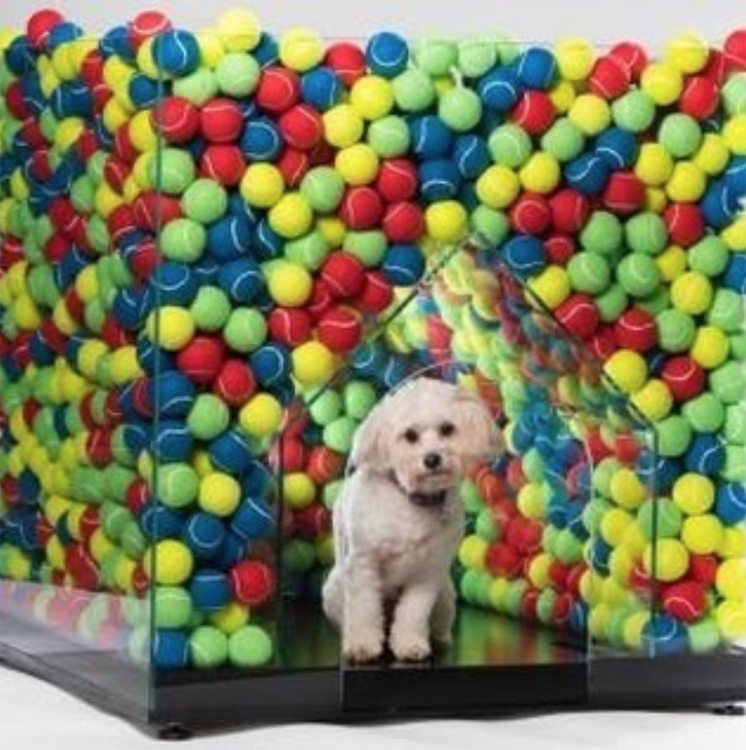 Most Amazing Dog Houses