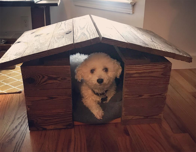 Most Amazing Dog Houses